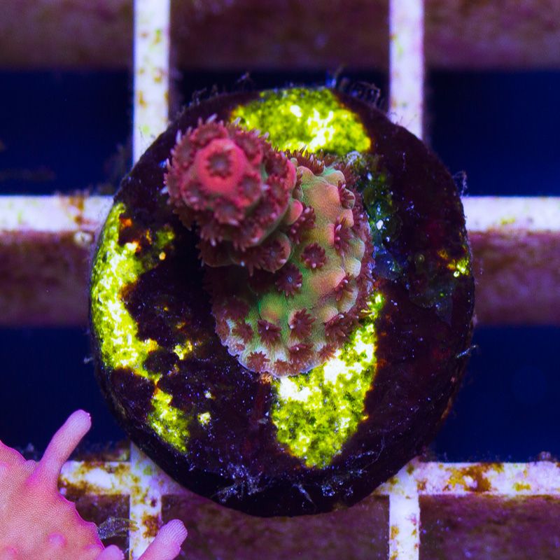 newcoral1357b - 85+ New WYSIWYG Acros at Cherry Corals!